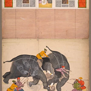 Two Elephants Fighting Courtyard Muhammad Shah