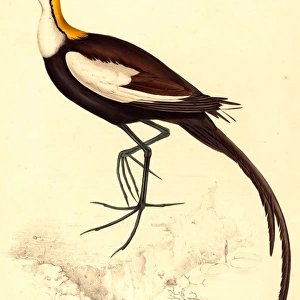 Elizabeth Gould, British (1804-1841), Parra Sinensis (Pheasant-Tailed Jacana), hand-colored