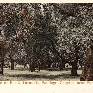 Forests California Santa Ana 1905 Entrance Picnic Grounds