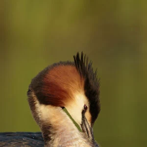 Great crested Grebe cleaning his feathers, Netherlands
