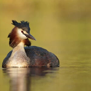 Great crested Grebe swimming, Netherlands