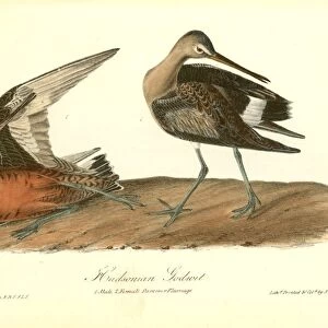 Hudsonian Godwit. 1. Male, 2. Female Summer Plumage. Audubon, John James, 1785-1851