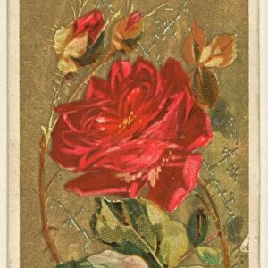 Jack Rose Rose Jacqueminot Flowers series Old Judge Cigarettes