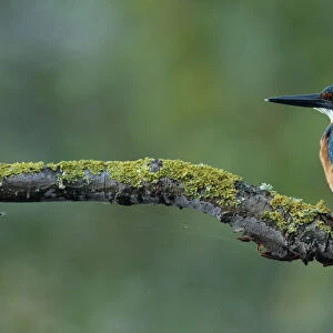 Kingfisher juvenile sitting on branch, Netherlands