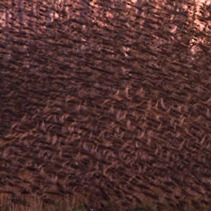 Large group of Common Starlings in flight, Sturnus vulgaris