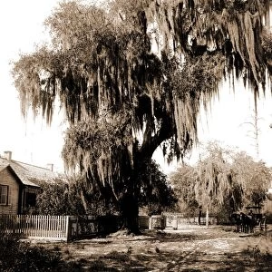 Live oak near Seville, Fla, Jackson, William Henry, 1843-1942, Trees, United States