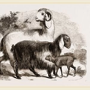 Long-eared Syrian Goats