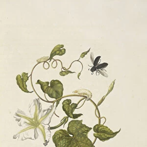 Moonflower Ipomoea alba Passalus interruptus