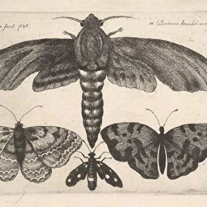 Moth andt three butterflies 1646 Etching first state