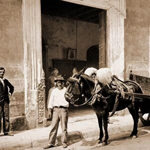 Un Mulo de la Habana, Jackson, William Henry, 1843-1942, Carts & wagons, Mules, Cuba