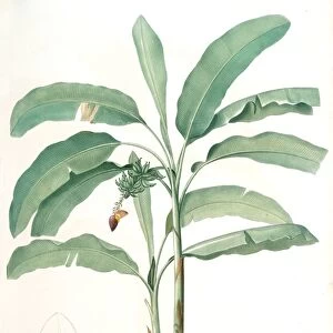 Musa paradisiaca, Bananier cultive; Cultivated Banana (Plant), Redoute, Pierre Joseph