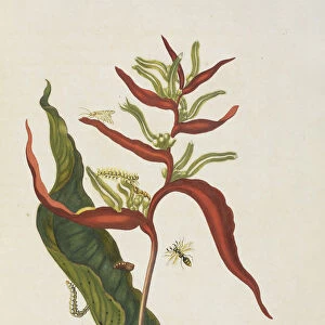 Musaceae plant Heliconia acuminata metamorphosis