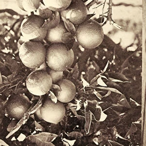 Oranges 1903 postcards 1903 Cluster