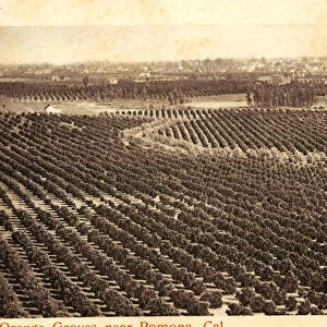 Oranges Agriculture California Pomona 1904 Orange Groves