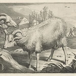 Pasture with a sheep and a ram, Reinier van Persijn, Jacob Gerritsz Cuyp, Nicolaes Visscher