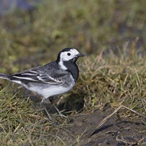 Pied Wagtail in grass, Netherlands