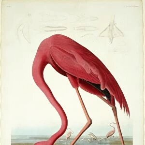 Robert Havell after John James Audubon, American Flamingo, American, 1793 - 1878