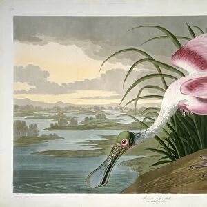 Robert Havell after John James Audubon, Roseate Spoonbill, American, 1793 - 1878