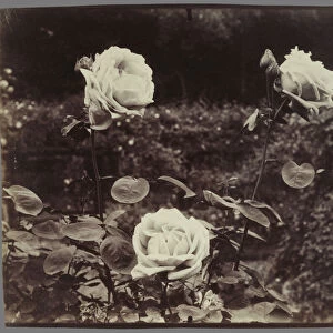 Roses Eugene Atget French 1857 1927 France 1922