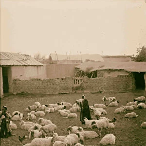 Sheep fold 1900 Middle East Israel Palestine