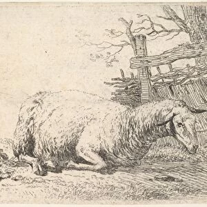 sheep lying legs folded underneath body next
