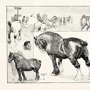 The Shire Horse Show at the Royal Agricultural Hall, Uk: 1
