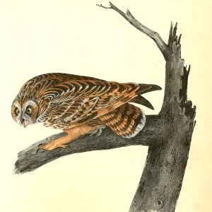 Short-eared Owl. Audubon, John James, 1785-1851