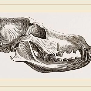 Skull of Dingo