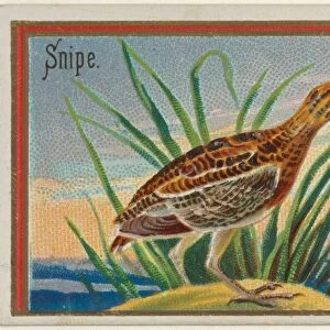 Snipe Game Birds series N13 Allen & Ginter Cigarettes Brands