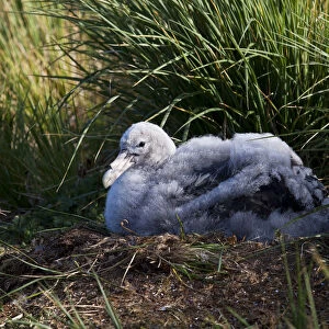 Snowy (Wandering) Albatross immature on nest
