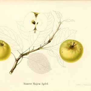 Sour Majen apple Swiss apple variety Signed Color print