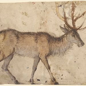 Study of a Stag (recto), Study of Goats (verso)