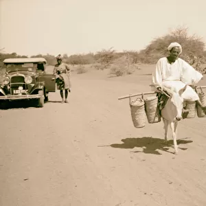 Sudan Khartoum Shambat Going market native donkey
