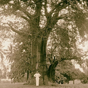 Tanganyika Dar-es-Salem Large baobab tree grounds