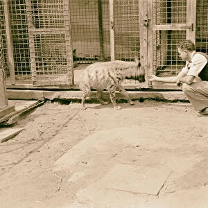 Tel Aviv Zoo Man hyena 1934 Israel