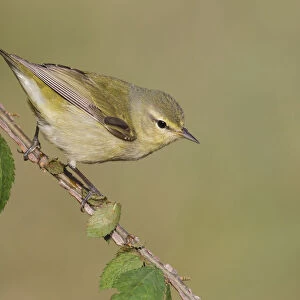 Tennessee Warbler, Leiothlypis peregrina