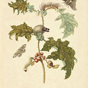 Thistle- plant Solanum stramoniifolium moth Automeris species