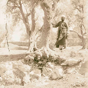 Trees 1898 Middle East Israel Palestine