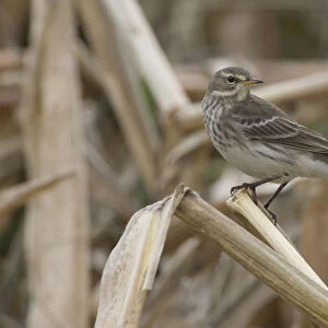 Water Pipit perched, Anthus spinoletta