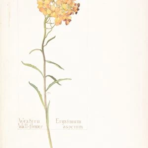 Western Wall-flower Erysimum asperum July 5 1912