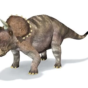 3D rendering of a Triceratops dinosaur