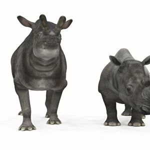 An adult Brontotherium compared to a modern adult White Rhinoceros