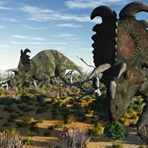 Albertaceratops dinosaurs grazing