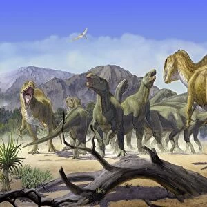 Altispinax dunkeri dinosaurs attack a group of Iguanodon