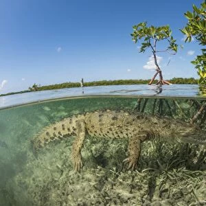 American saltwater crocodile swimming in mangrove off of Cuba
