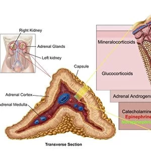 Anatomy of adrenal gland, cross section