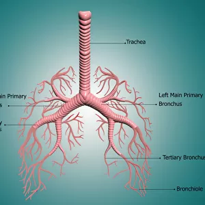 Anatomy of the bronchus and bronchial tubes