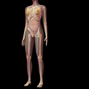 Anatomy of female body with organs