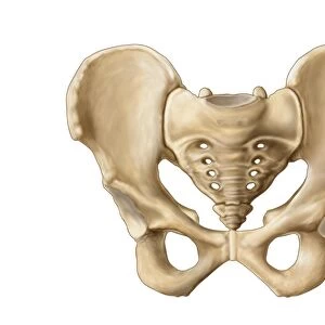 Anatomy of human pelvic bone