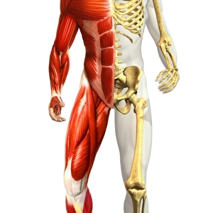 Anatomy of male body with half skeleton and half muscular system